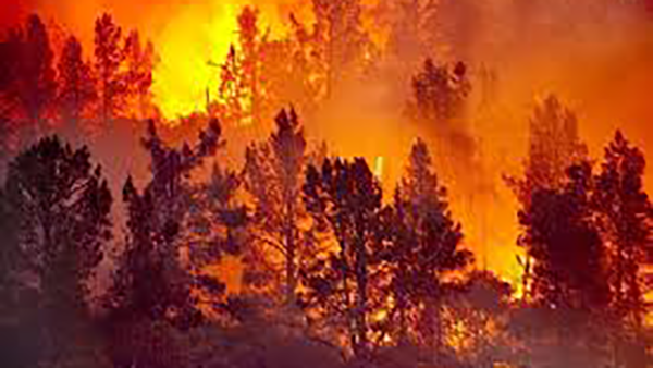 4G/5G Wireless Video Surveillance System Solution for Forest Fire Prevention and Nature Reserves